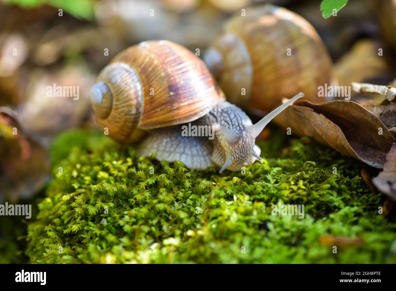 Burgunder Schnecke (Helix pomatia, römische Schnecke, essbare Schnecke, Escargot) auf dem grünen Moos. Nahaufnahmen Stockfoto