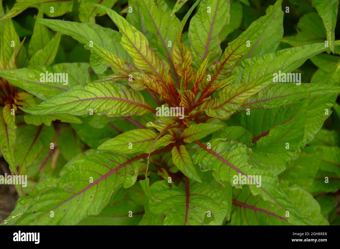 Selektiver Fokus auf AMARANTHUS TRICOLOR Pflanze mit grünen Blättern im Park im Morgensonnenlicht. Stockfoto