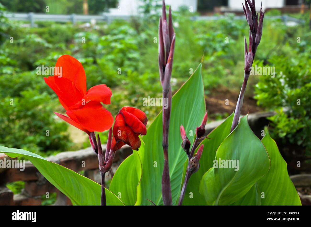 Selektiver Fokus auf ROTE CANNA INDICA ODER INDISCHE SHOT's Blume mit grünen Blättern isoliert mit unscharfen Hintergrund in der Morgensonne Licht. Stockfoto