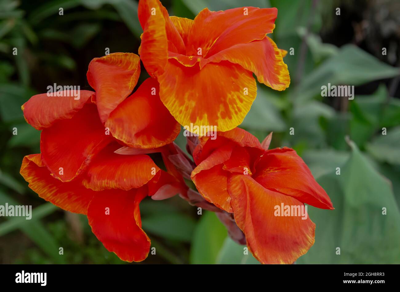 Selektiver Fokus auf ROTE CANNA INDICA ODER INDISCHE SHOT's Blume mit grünen Blättern isoliert mit unscharfen Hintergrund in der Morgensonne Licht. Stockfoto