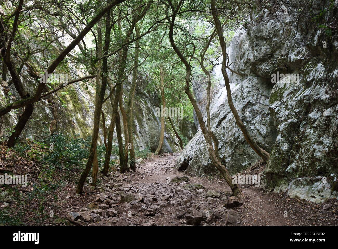 Verzerrte Bäume, die in der engen Schlucht von Regalon, im Canyon oder in den Schluchten von Régalon, Merindol Luberon, Provence Frankreich, zum Licht wachsen Stockfoto