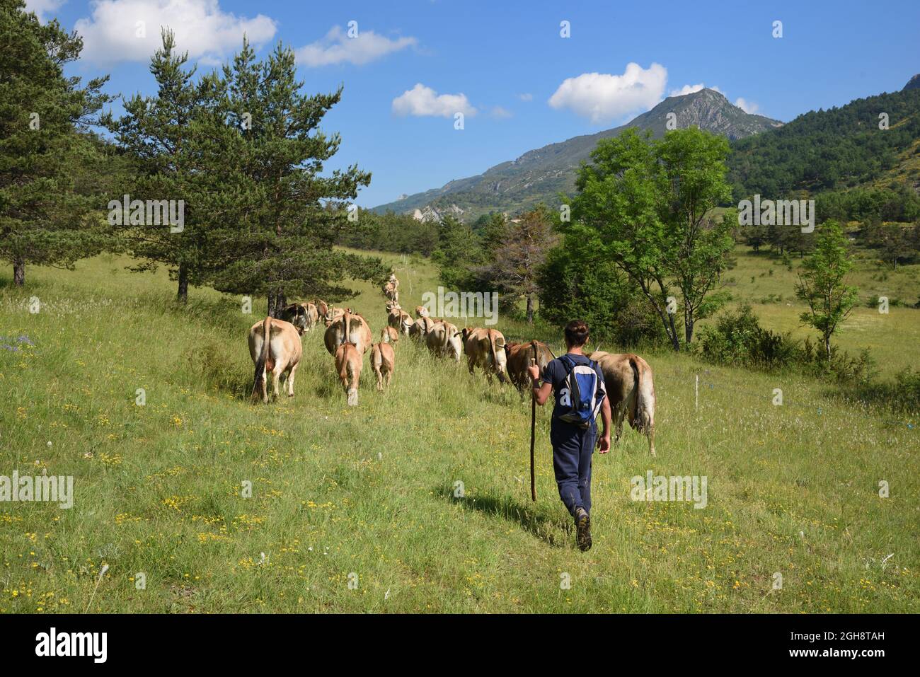Junge Kuhhirten oder Herden treiben Rinder in der jährlichen Alpinen Transhumanz in den Niederen Alpen oder in den Alpes-de-Haute-Provence Provence Frankreich Stockfoto