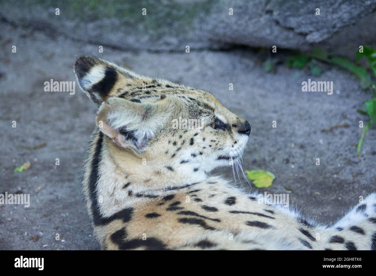 Verspielter Luchs auf dem Boden Stockfoto