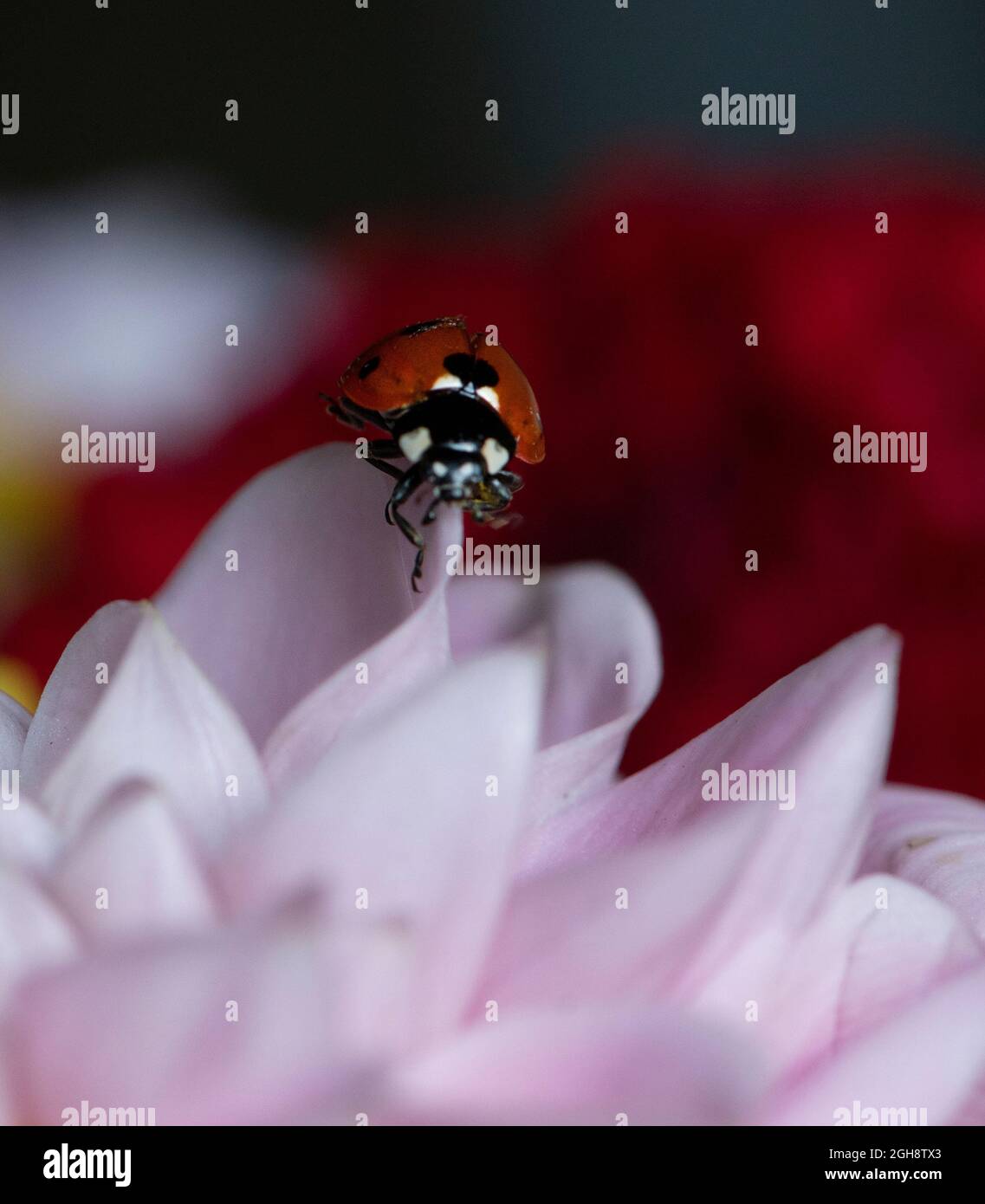 Ladybid isoliert in verschwommenem floralen Hintergrund, kreative künstlerische Foto von Dame Vogel am Rande der unteren.Red ein Marienkäfer (Insekt) isoliert in natürlichen Stockfoto