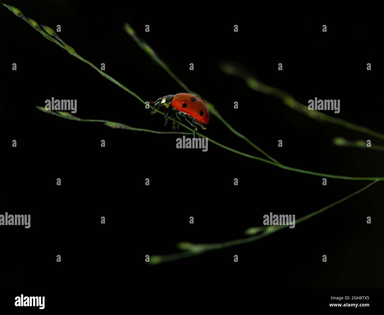 Ladybid isoliert im dunklen Hintergrund, kreativ künstlerisch. Ein roter Marienkäfer (Insekt) isoliert vor natürlichem Hintergrund Stockfoto