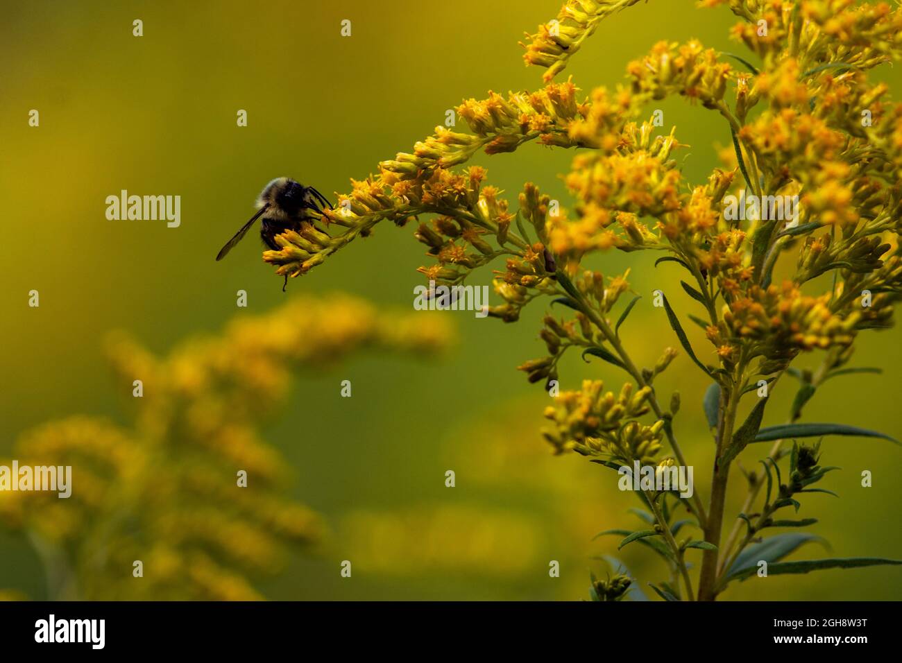 Eine gewöhnliche östliche Hummel, bombus impatiens, die auf einigen Herbstblüten Nahrungssuche macht. Stockfoto