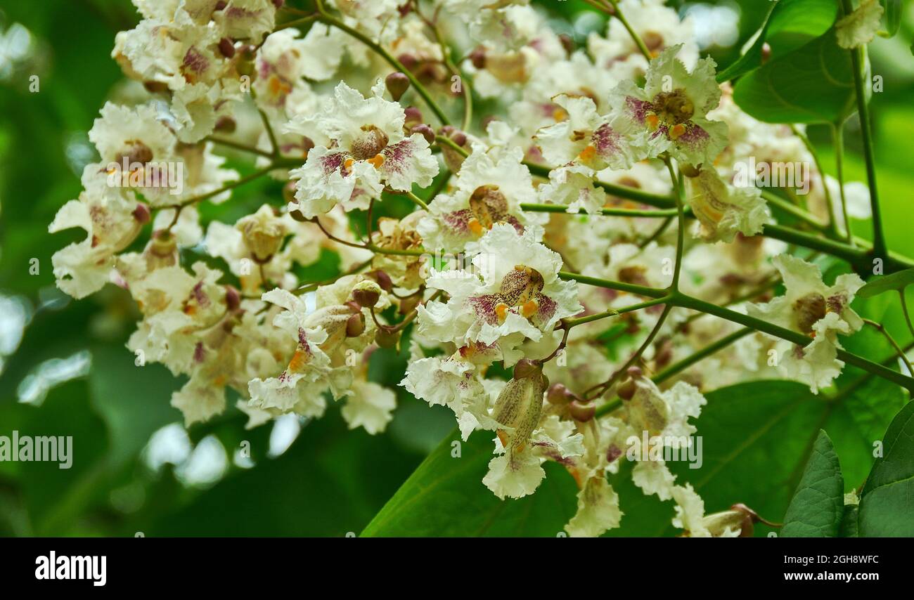 Catalpa disambiguation - Gattung der blühenden Pflanzen in der Familie Bignoniaceae Regionen von Nordamerika, der Karibik und Ostasien. Stockfoto