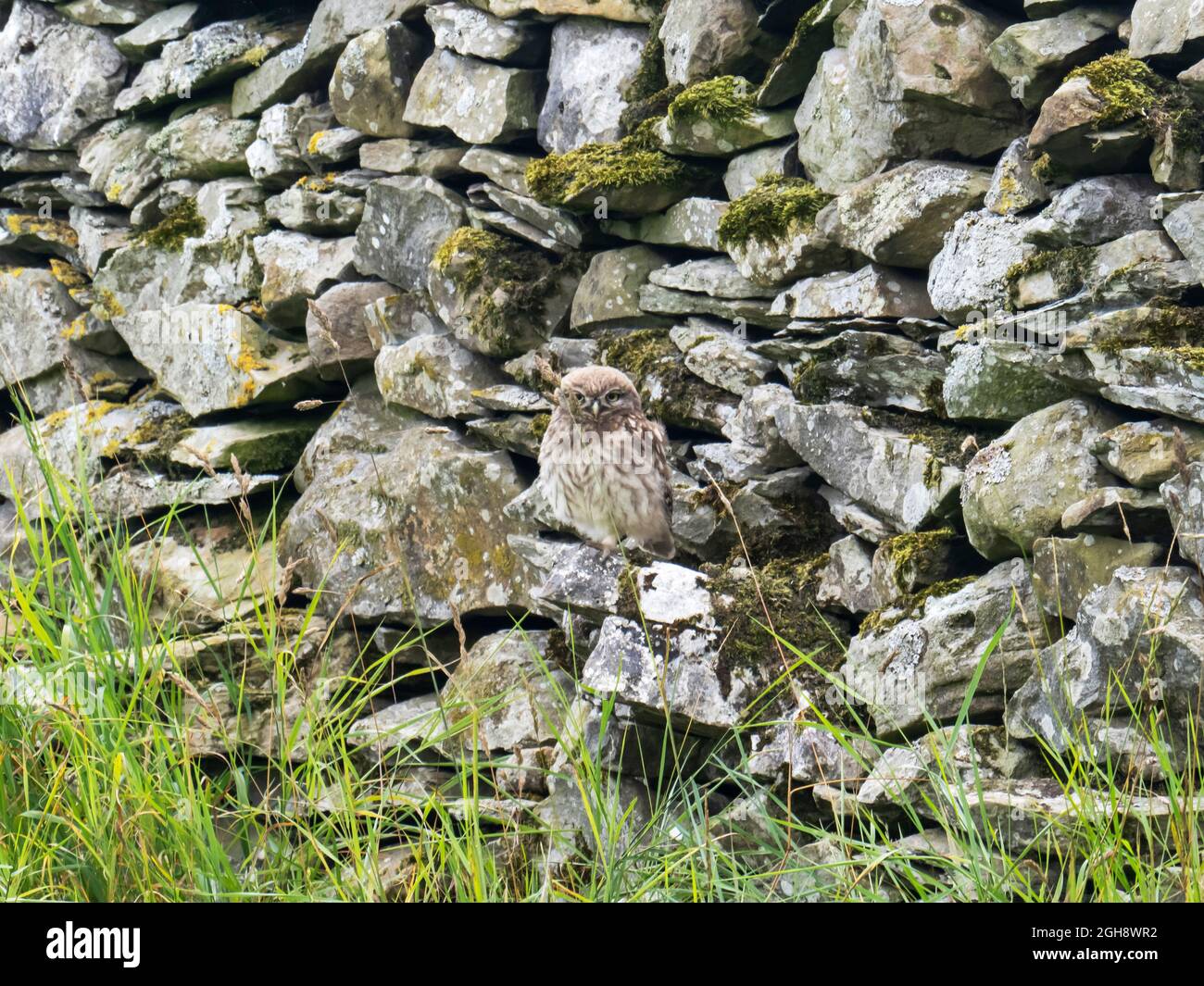 Eine junge kleine Eule, Athene noctua, auf einer Trockensteinmauer in der Nähe von Austwick, Yorkshire Dales, Großbritannien. Stockfoto