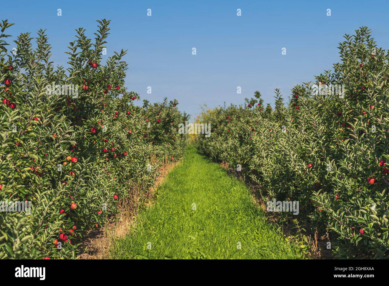 Weg zwischen Reihen von Apfelbäumen am Obstgarten, rot reifen Äpfeln auf Bäumen gegen blauen Himmel Stockfoto