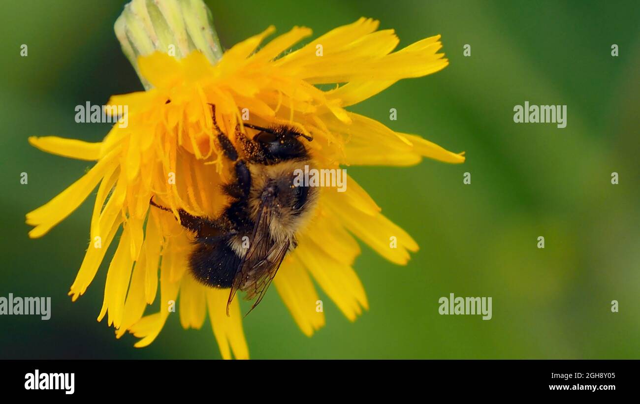 OLYMPUS DIGITALKAMERA - Nahaufnahme einer Hummel, die Nektar von einer gelben Wildblume auf einer Wiese sammelt. Stockfoto