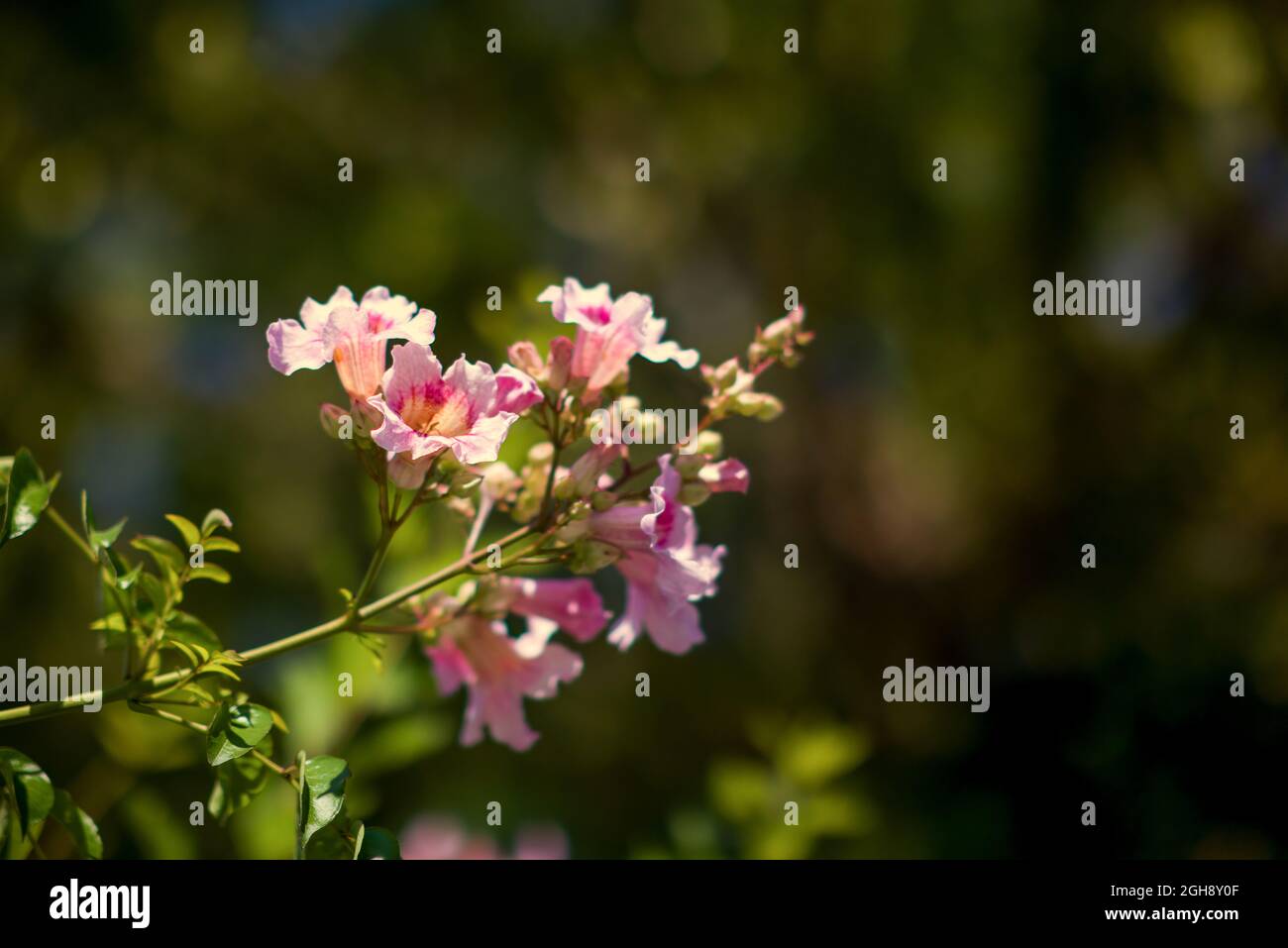 Apple tree rosa Blumen blühende Zweige mit Hallo Frühling Wörter Stockfoto