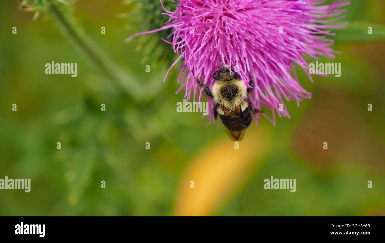 OLYMPUS DIGITALKAMERA - Nahaufnahme einer Hummel, die Nektar aus der rosa Blume auf einer Stierdistel-Pflanze sammelt. Stockfoto