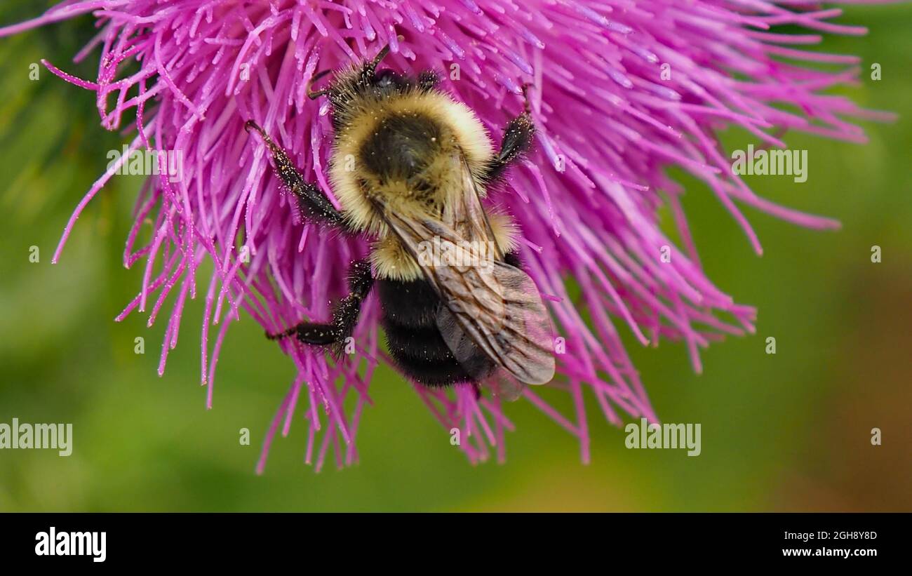 OLYMPUS DIGITALKAMERA - Nahaufnahme einer Hummel, die Nektar aus der rosa Blume auf einer Stierdistel-Pflanze sammelt. Stockfoto