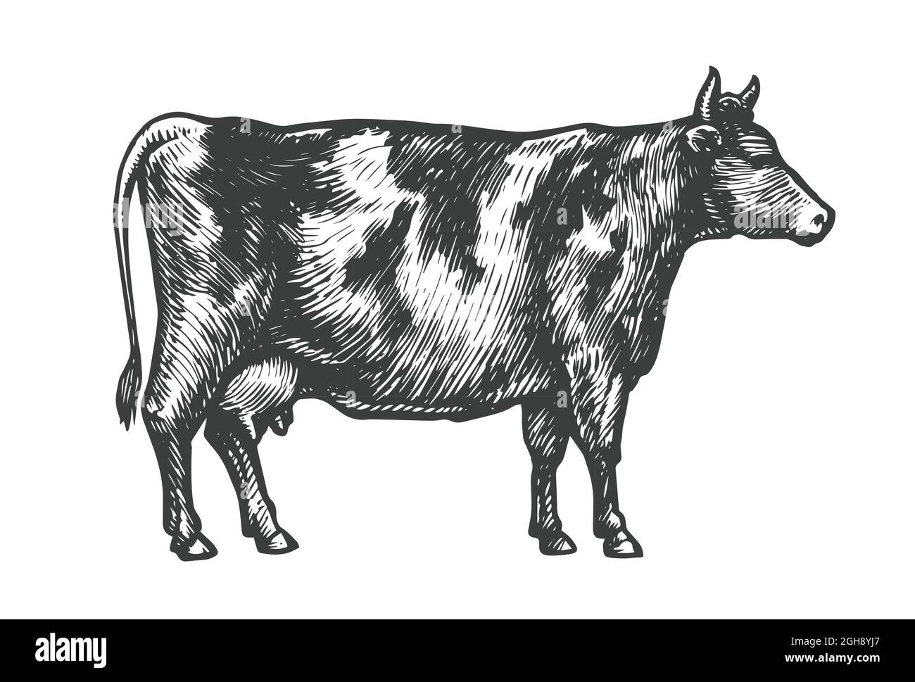 Handgezeichnete Skizze einer Kuh. Vieh, Vieh, Tiere grasen Vektor-Illustration Stock Vektor