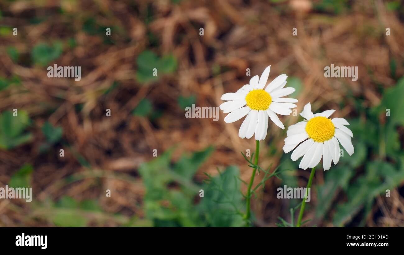 OLYMPUS DIGITALKAMERA - Nahaufnahme der weißen Blumen auf zwei Gänseblümchen, die auf einer Wiese wachsen. Stockfoto