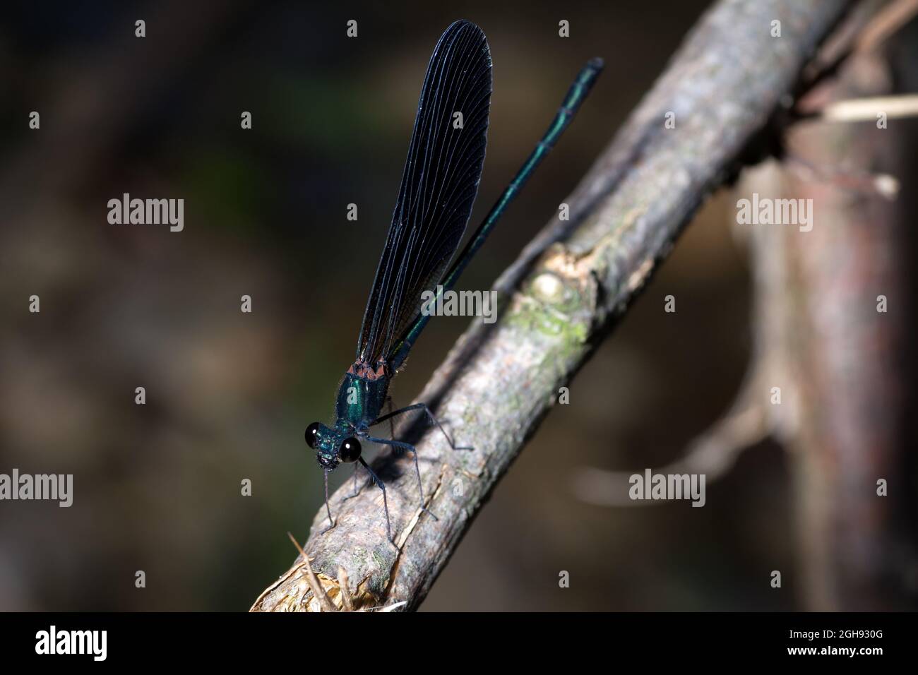 Calopteryx haemorrhoidalis ruht auf einem Zweig auf der Suche nach Nahrung Stockfoto