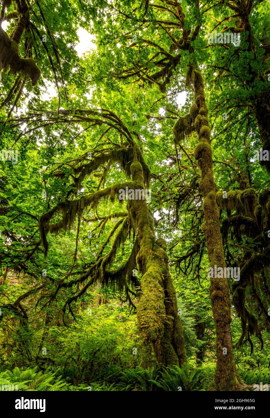 Die Hall of Mosses im Regenwald von Hoh, Olympic National Park, Washington Stockfoto