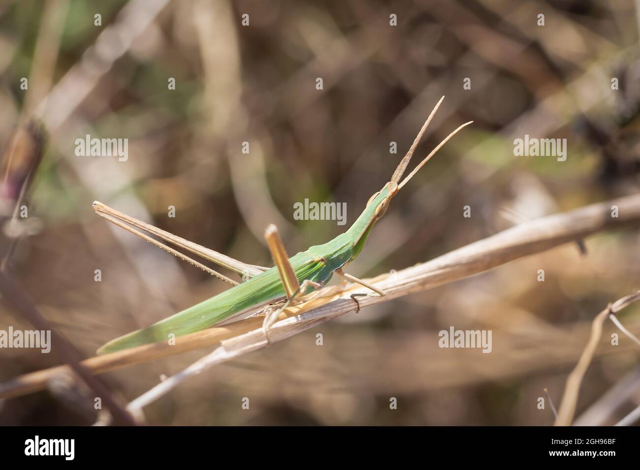 Acrida ungarica Heuschrecke bereit, einen Sprung von einem Stock zu nehmen Stockfoto