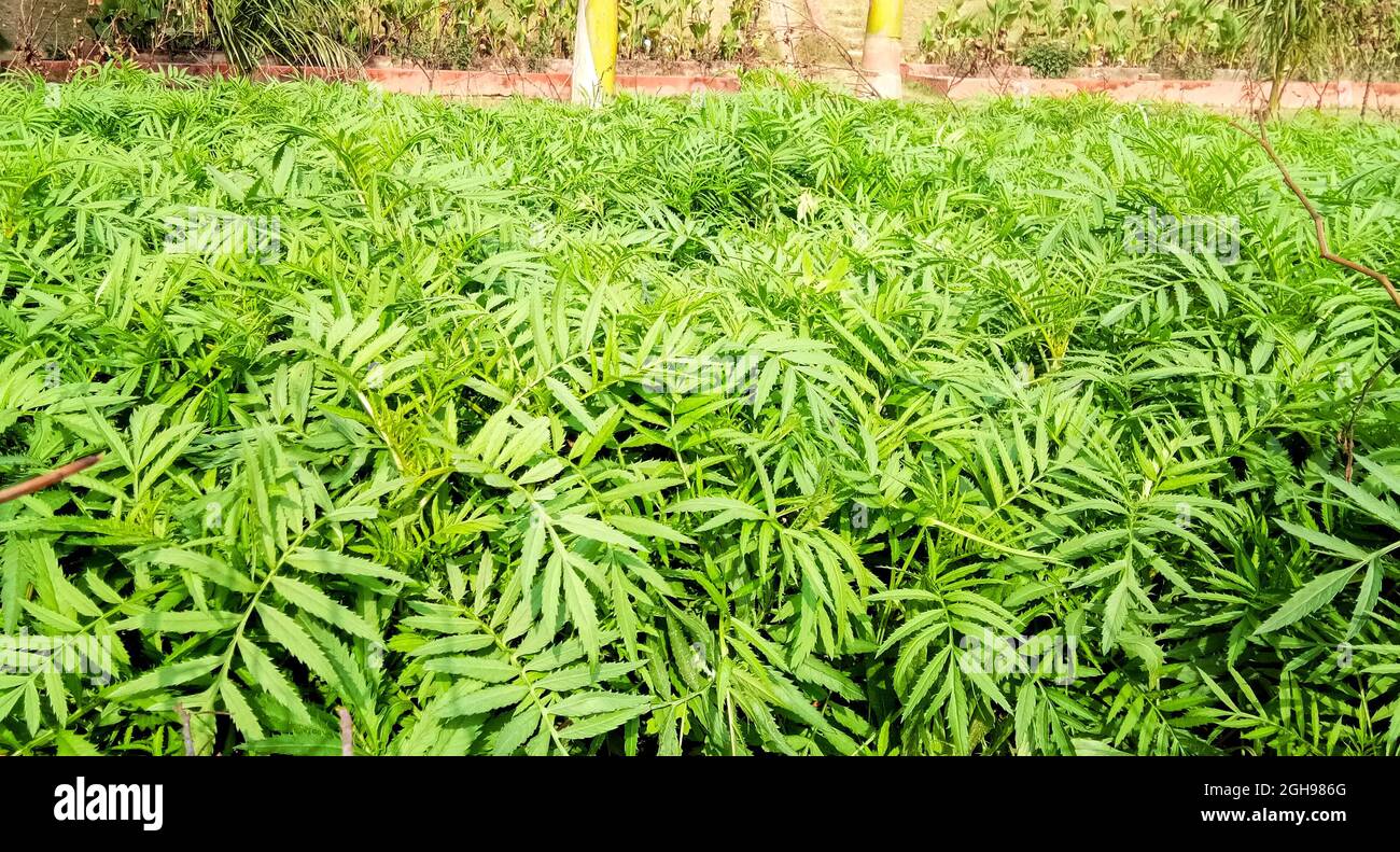 Grüne Blätter von Ringelblume Pflanze im Garten in Lucknow Stockfoto