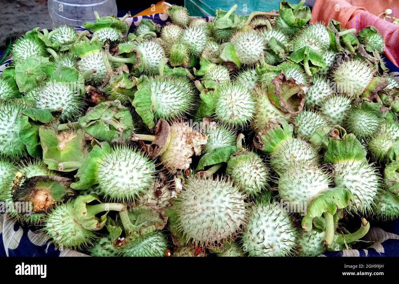Datura innoxia grüne Frucht. Es ist auch als Datura wrightii oder heilige Datura bekannt. Hinduistische Datura metel in der Zeit des Fruchtens Stockfoto