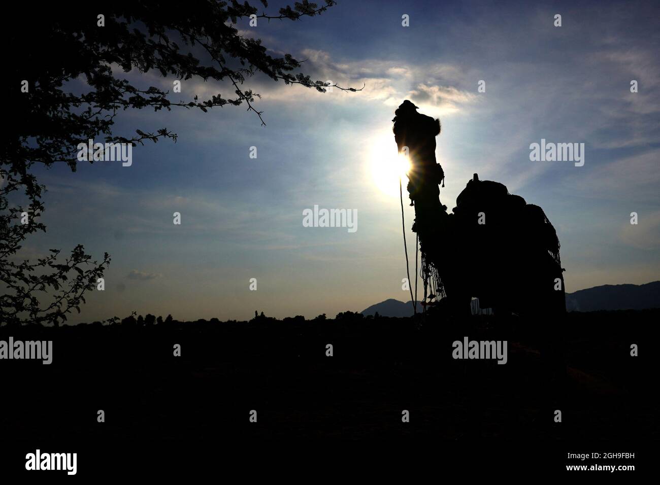 Kamel-Safari in der Wüste von Pushkar, Rajasthan, Indien am 04. September 2021. Foto von Himanshu Sharma/ABACAPRESS.COM Stockfoto