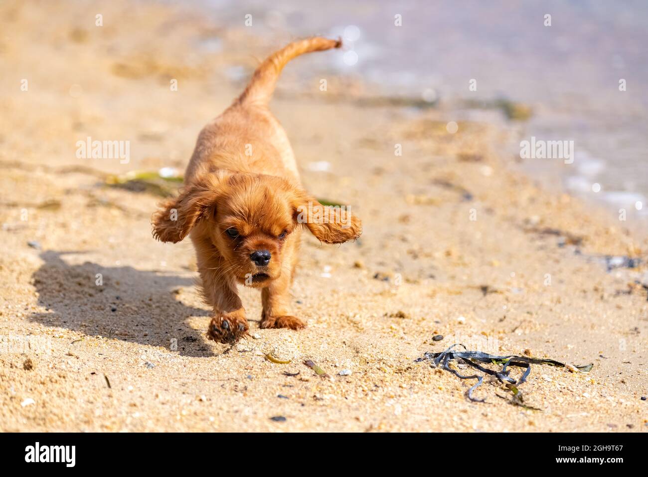 Ein Hund Kavalierkönig charles, ein Raufpuppy am Strand Stockfoto