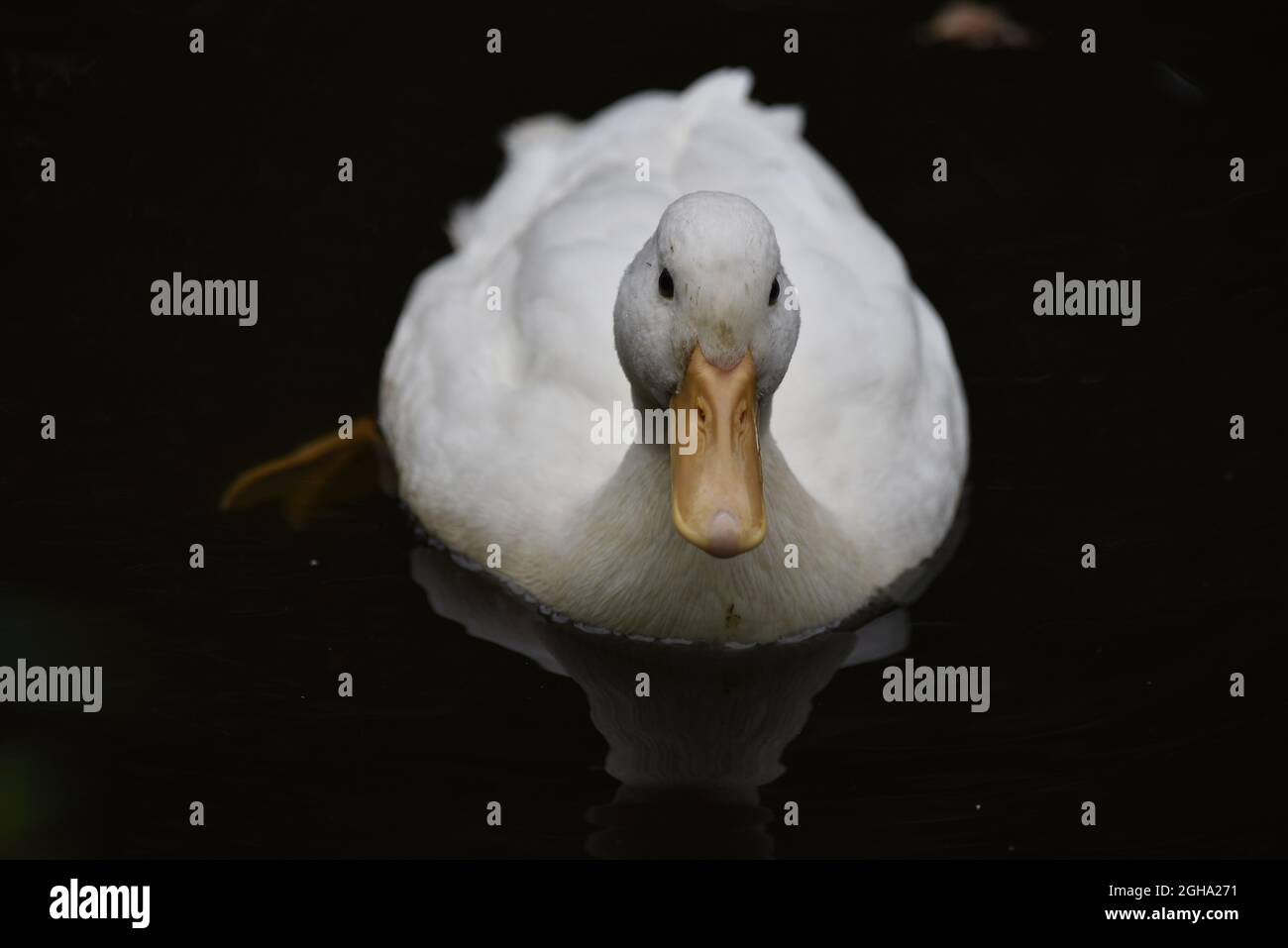 Low-Key-Nahaufnahme einer weißen Pekin-Ente (Anas platyrhynchos) vor einem dunklen Hintergrund, die im September in Großbritannien zur Kamera schwimmt Stockfoto