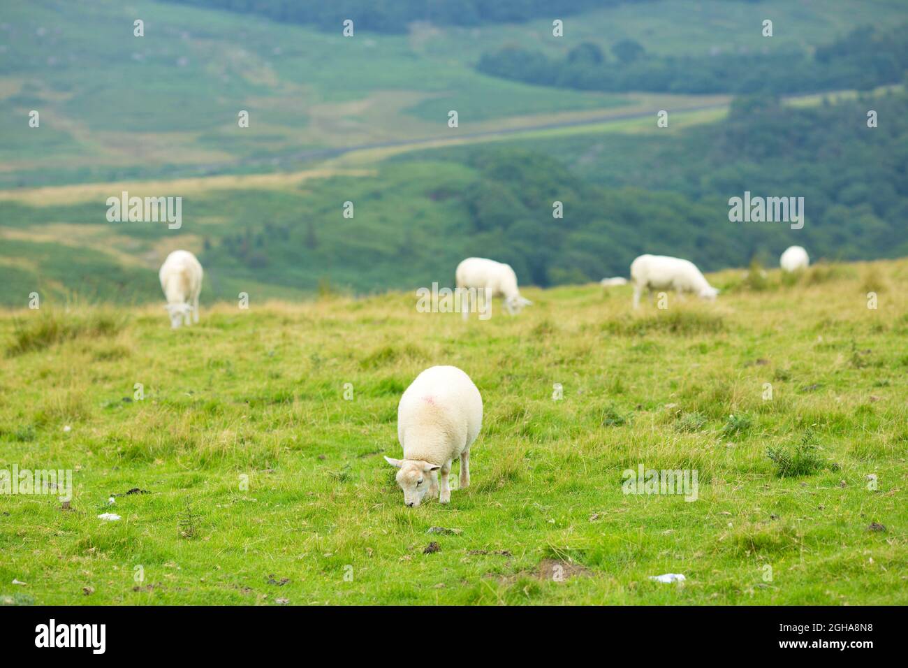 Schafe werden in der Nähe von Stanage Edge im Peak District, Derbyshire, England, gesehen. Foto von Akira Suemori Stockfoto