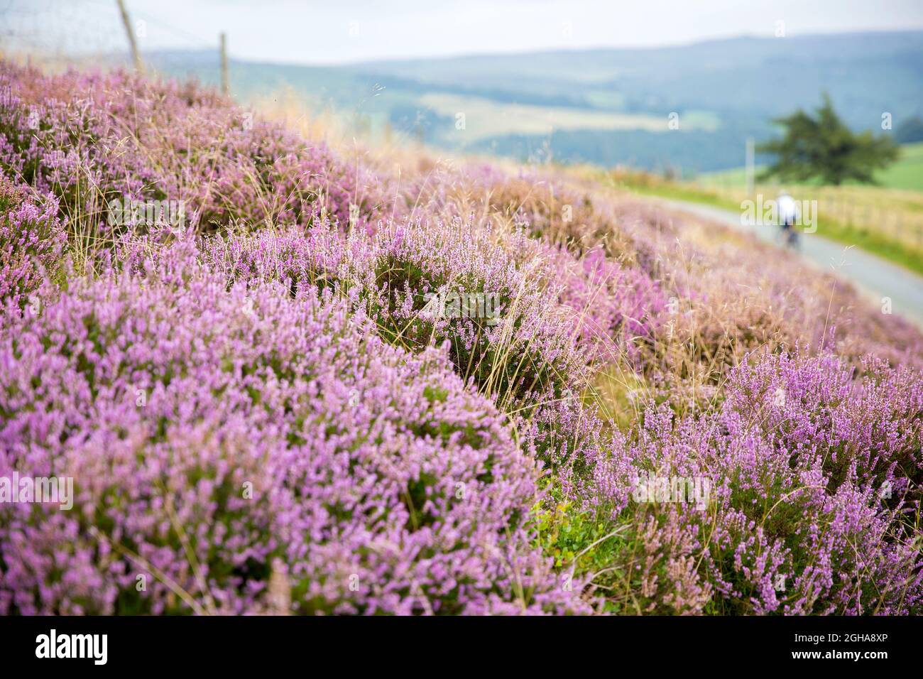 Ein Radfahrer kommt an blühendem Heidekraut in der Nähe von Stanage Edge im Peak District, Derbyshire, England, vorbei. Foto von Akira Suemori Stockfoto
