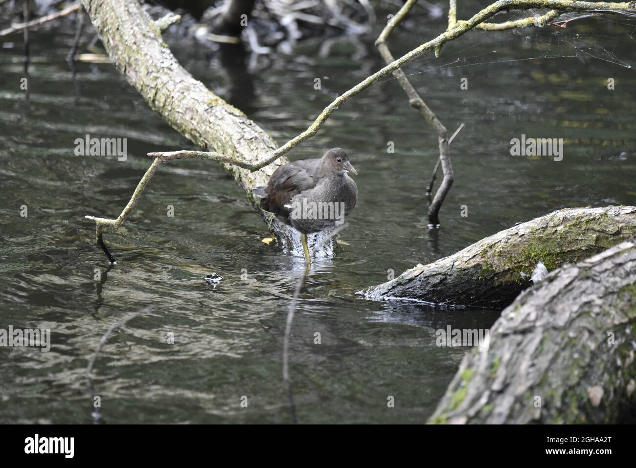 Jungtier-Moorhen (Gallinula chloropus) am Fuß eines verfallenden Baumes in einem seichten See in einem Naturschutzgebiet in Staffordshire, Großbritannien, im September. Stockfoto