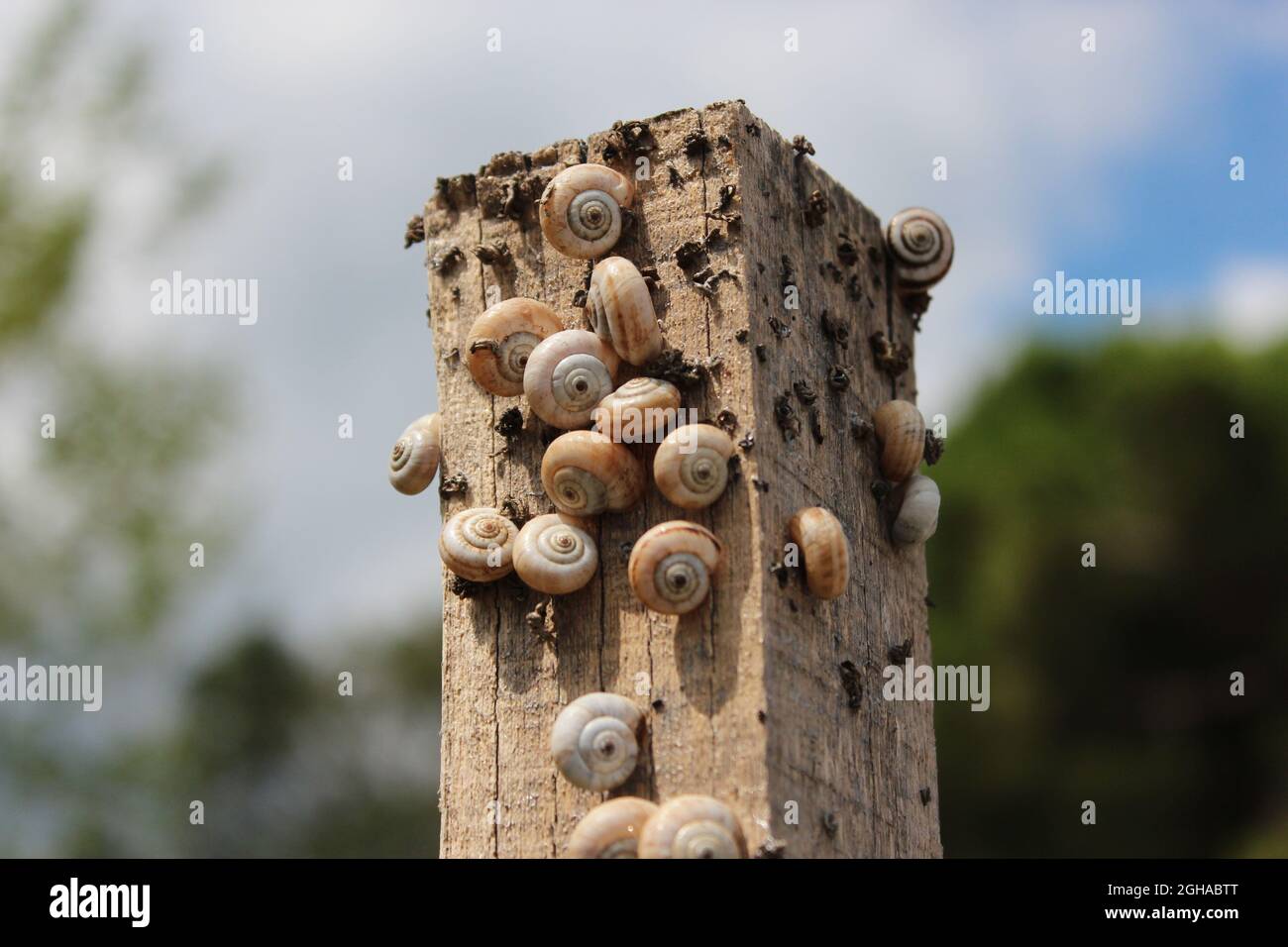 Schnecken, die auf den Höhepunkt eines Holzes rasen, um die höchste Sonneneinstrahlung zu haben. Schnecken auf einem Holzbalken Stockfoto