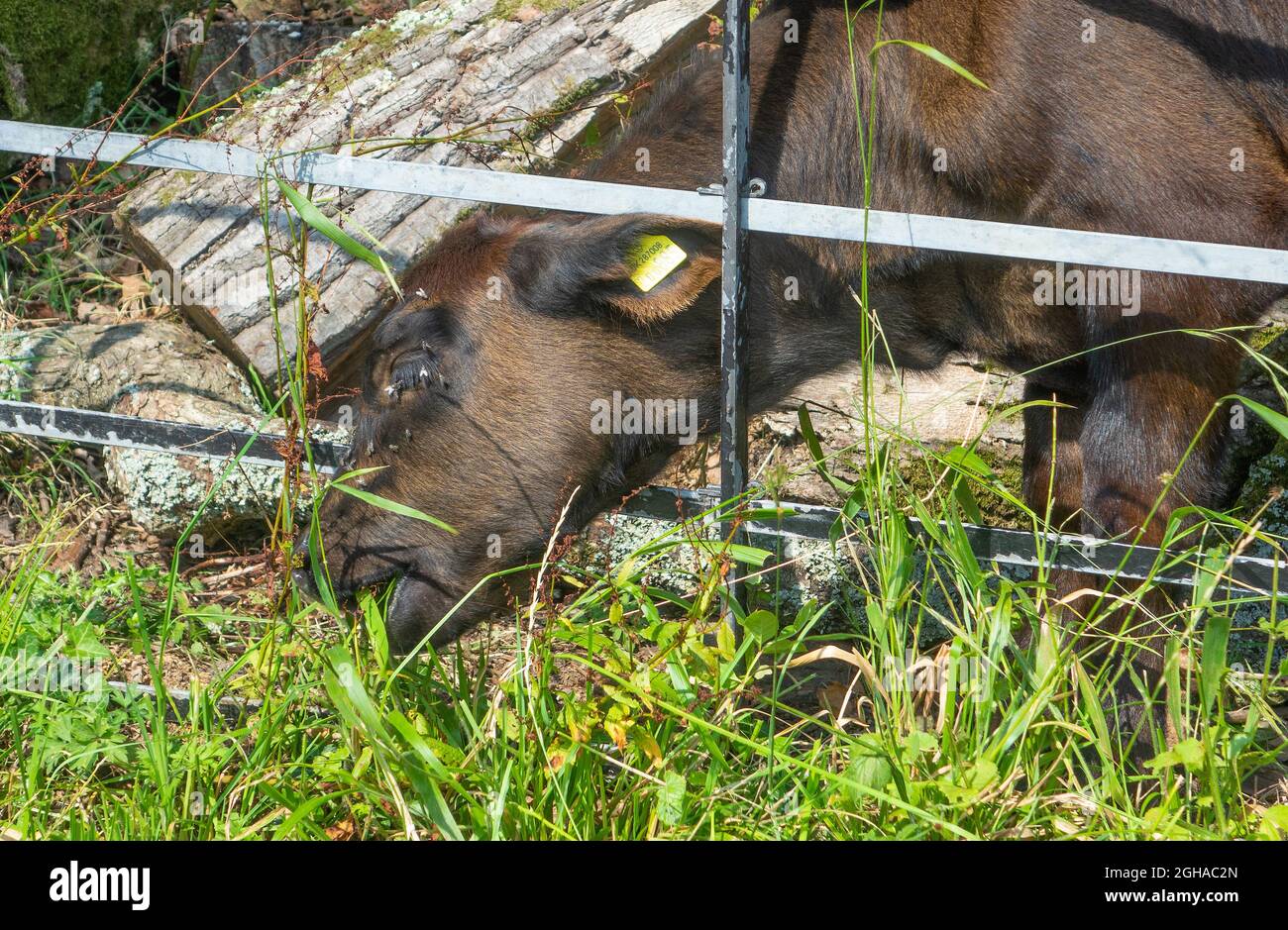 Gras ist auf der anderen Seite des Zauns immer grüner Stockfoto