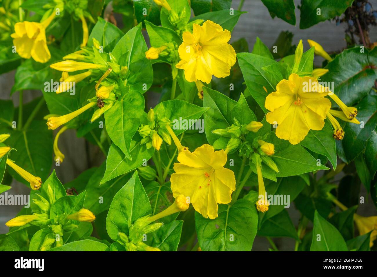 Gelbes Mirabilis Jalapa Stockfoto
