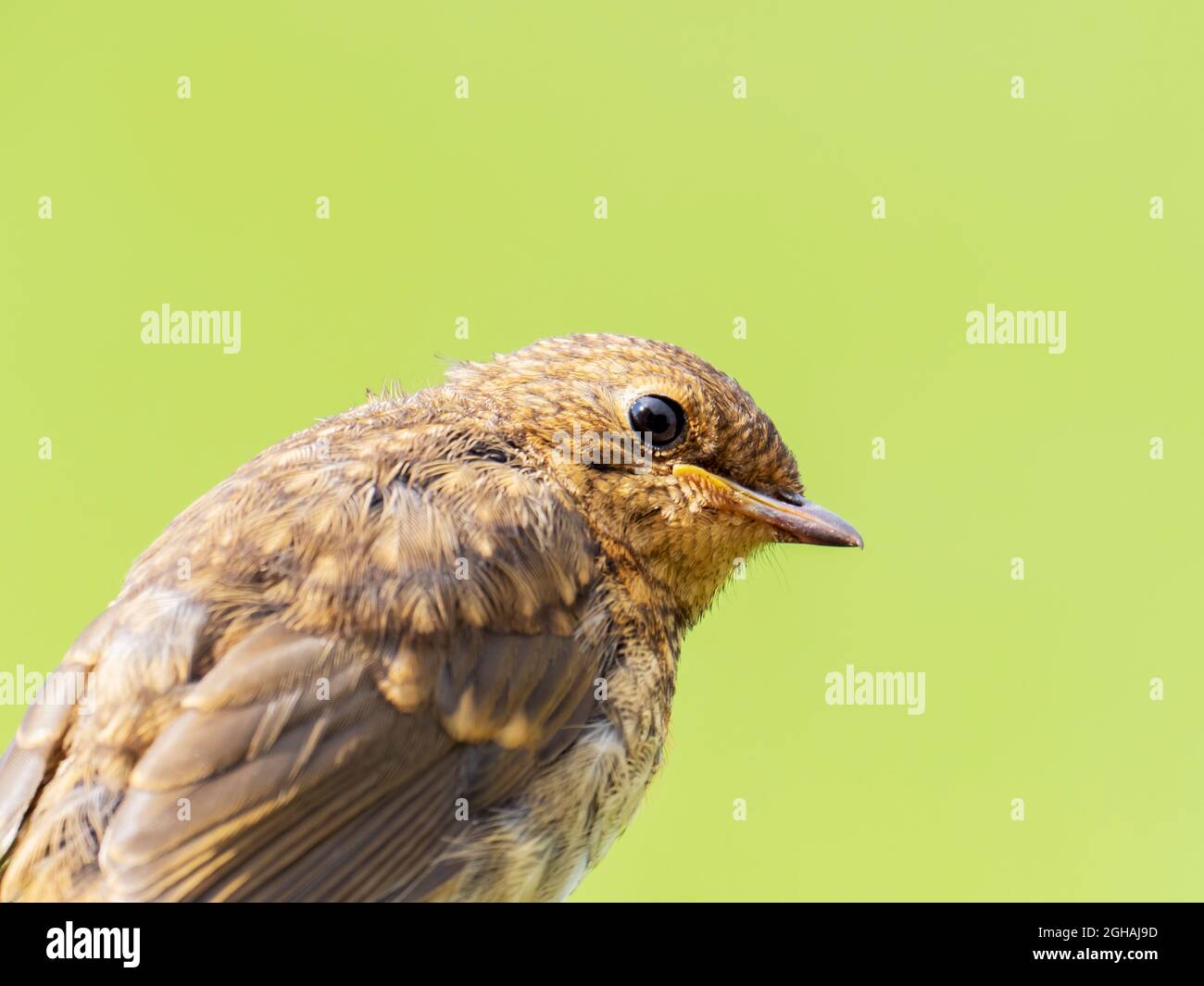 Ein Robin, der sich von seinem jungen Gefieder zu erwachsenen Federn mausiert, Austwick, Yorkshire, Großbritannien. Stockfoto