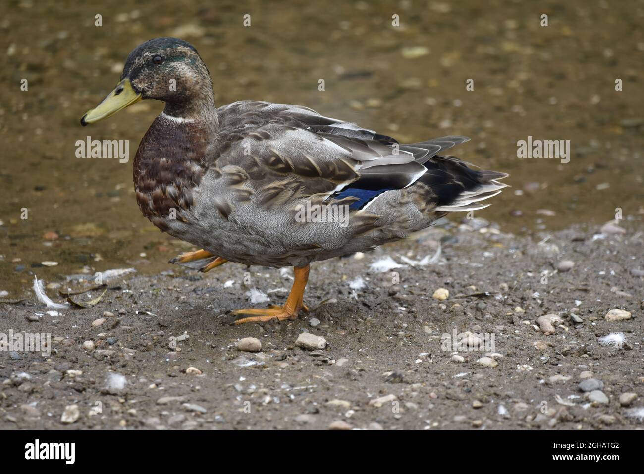 Nahaufnahme, linkes Profil, Ganzkörperporträt einer verfinsterten Drake Mallard Duck (Anas platyrhynchos), die in flachem Wasser steht und das rechte Bein angehoben hat Stockfoto