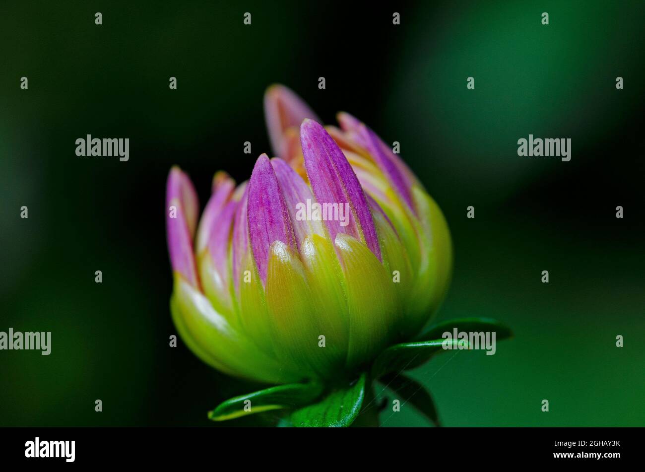 Dahlie Knospe Stockfoto