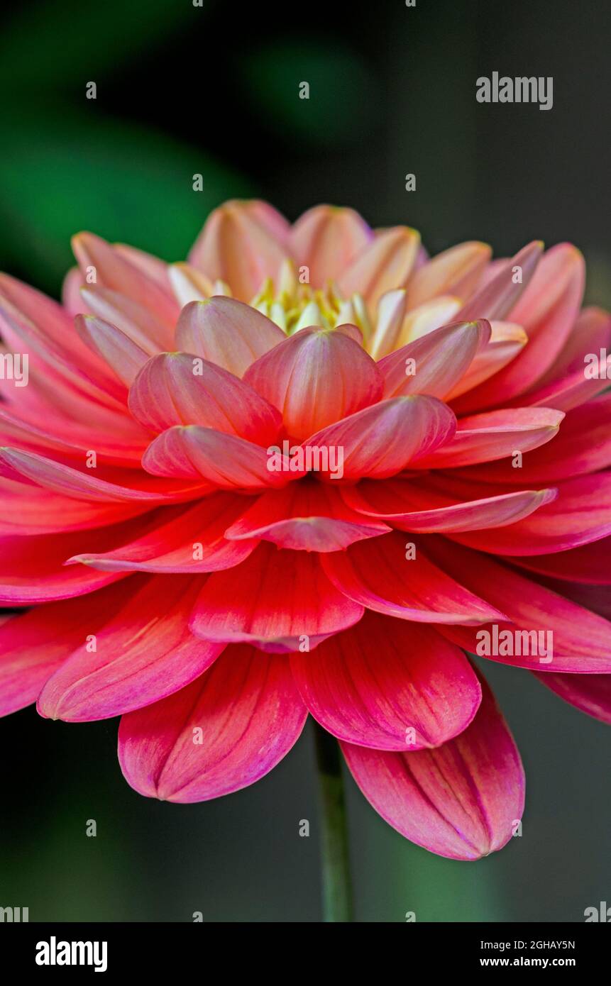 Läuferin für Dahlia-Lachs Stockfoto