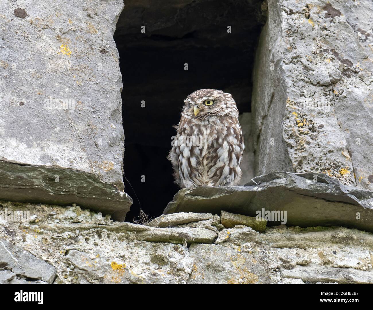 Eine kleine Eule (Athene noctua) in einer Scheune in der Nähe von Settle, Yorkshire Dales, Großbritannien. Stockfoto