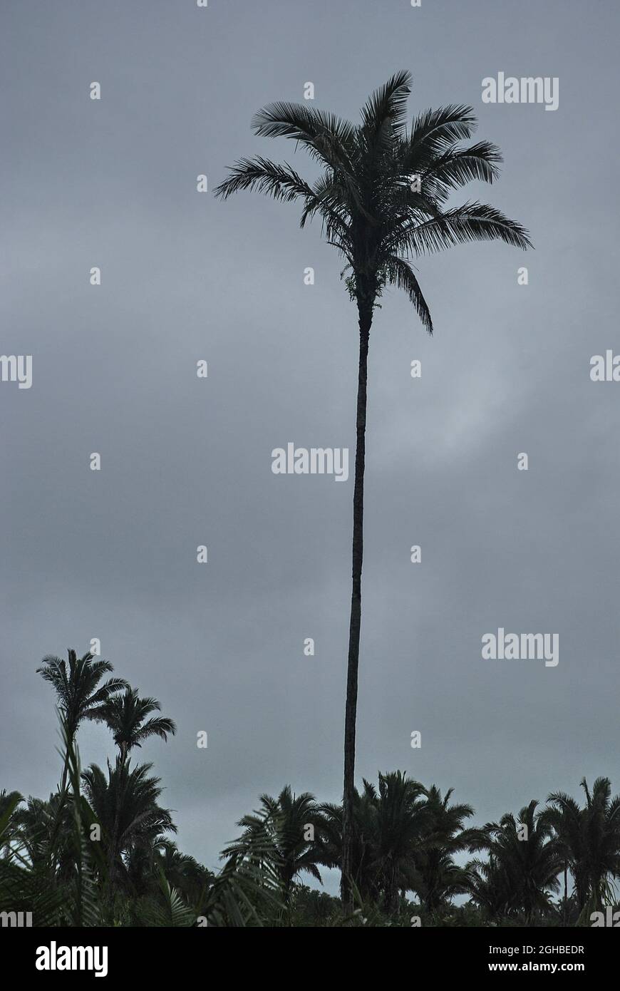 Babassu-Bäume. Seine Samen produzieren ein Speiseöl namens Babassu-Öl, das auch in Reinigungsmitteln und Hautpflegeprodukten verwendet wird. Die Früchte werden zur Herstellung von Medikamenten, Schönheitsmitteln und Getränken verwendet. Traditionelle Gemeinden der Region Maranhao produzieren auch ein Mehl aus den Früchten, das als Nahrungsergänzungsmittel vermarktet wird. Die Blätter werden auch verwendet, um Stroh für Häuser zu liefern und können zu Matten für den Bau von Hauswänden gewebt werden. Die Stiele werden für Hölzer verwendet. Stockfoto