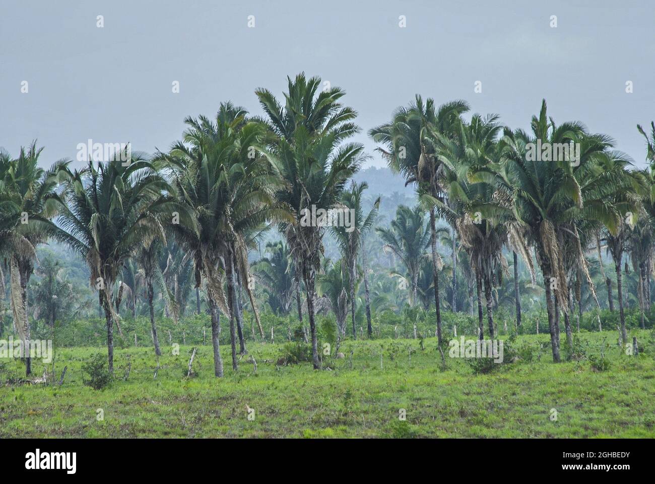 Babassu-Bäume. Seine Samen produzieren ein Speiseöl namens Babassu-Öl, das auch in Reinigungsmitteln und Hautpflegeprodukten verwendet wird. Die Früchte werden zur Herstellung von Medikamenten, Schönheitsmitteln und Getränken verwendet. Traditionelle Gemeinden der Region Maranhao produzieren auch ein Mehl aus den Früchten, das als Nahrungsergänzungsmittel vermarktet wird. Die Blätter werden auch verwendet, um Stroh für Häuser zu liefern und können zu Matten für den Bau von Hauswänden gewebt werden. Die Stiele werden für Hölzer verwendet. Stockfoto