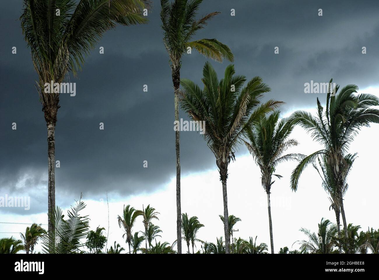 Babassu-Bäume. Seine Samen produzieren ein Speiseöl namens Babassu-Öl, das auch in Reinigungsmitteln und Hautpflegeprodukten verwendet wird. Die Früchte werden zur Herstellung von Medikamenten, Schönheitsmitteln und Getränken verwendet. Traditionelle Gemeinden der Region Maranhao produzieren auch ein Mehl aus den Früchten, das als Nahrungsergänzungsmittel vermarktet wird. Die Blätter werden auch verwendet, um Stroh für Häuser zu liefern und können zu Matten für den Bau von Hauswänden gewebt werden. Die Stiele werden für Hölzer verwendet. Stockfoto