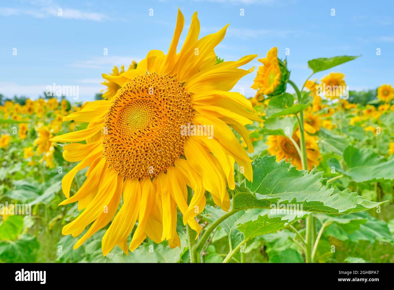 Große gelbe Sonnenblume fotografiert Nahaufnahme in einem Feld an einem schönen sonnigen Tag. Stockfoto