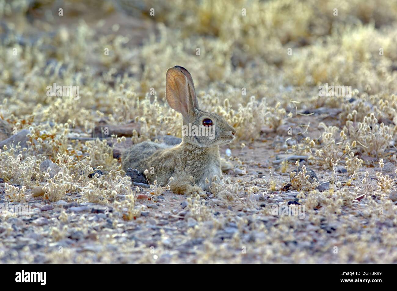 Ein Desert Cottontail Rabbit, der in Arizona beheimatet ist und sich inmitten der Vegetation entspannt. Wissenschaftlicher Name ist Leporidae Sylvilagus. Stockfoto