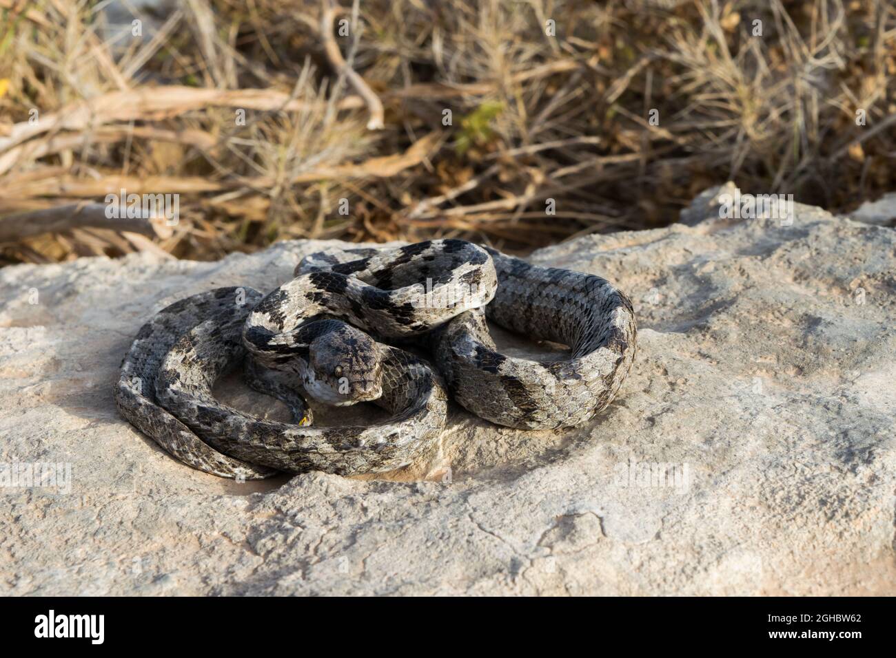 Eine europäische Katzenschlange, oder Soosan Snake, Telescopus fallax, zusammengerollt und starrend, in Malta. Stockfoto