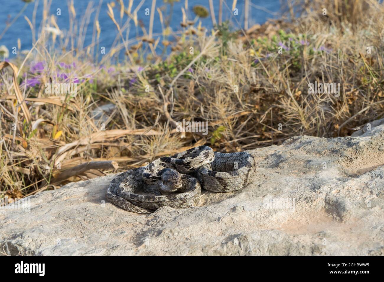 Eine europäische Katzenschlange, oder Soosan Snake, Telescopus fallax, zusammengerollt und starrend, in Malta. Stockfoto