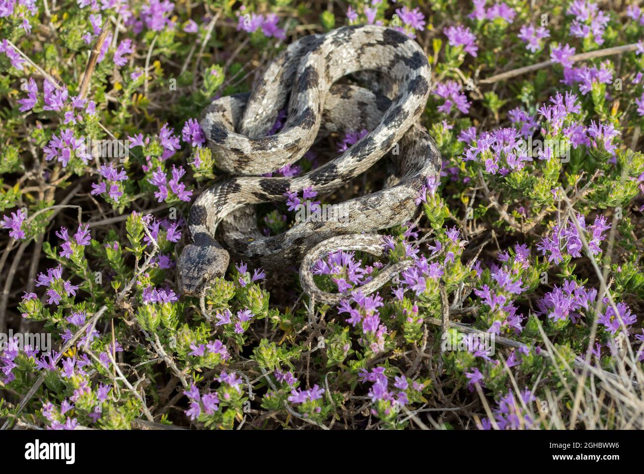 Eine europäische Katzenschlange, oder Soosan Snake, Telescopus fallax, rollte sich auf Mittelmeer-Thymian in Malta zusammen. Stockfoto