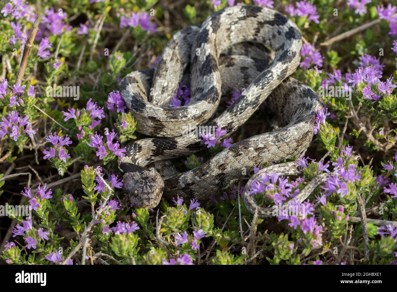 Eine europäische Katzenschlange, oder Soosan Snake, Telescopus fallax, rollte sich auf Mittelmeer-Thymian in Malta zusammen. Stockfoto