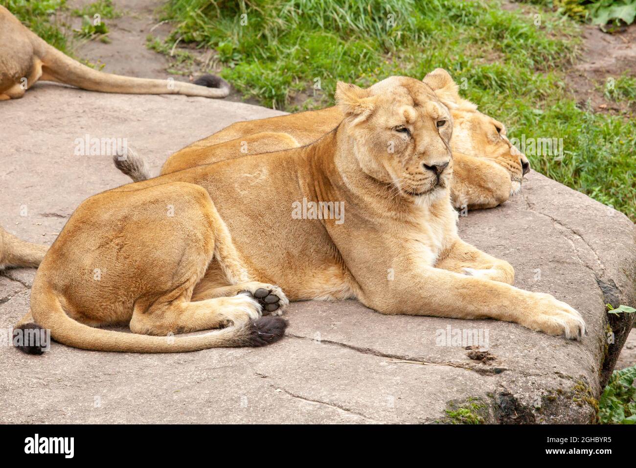 Löwenherde entspannt sich auf Stein im Aalborg Zoo Stockfoto