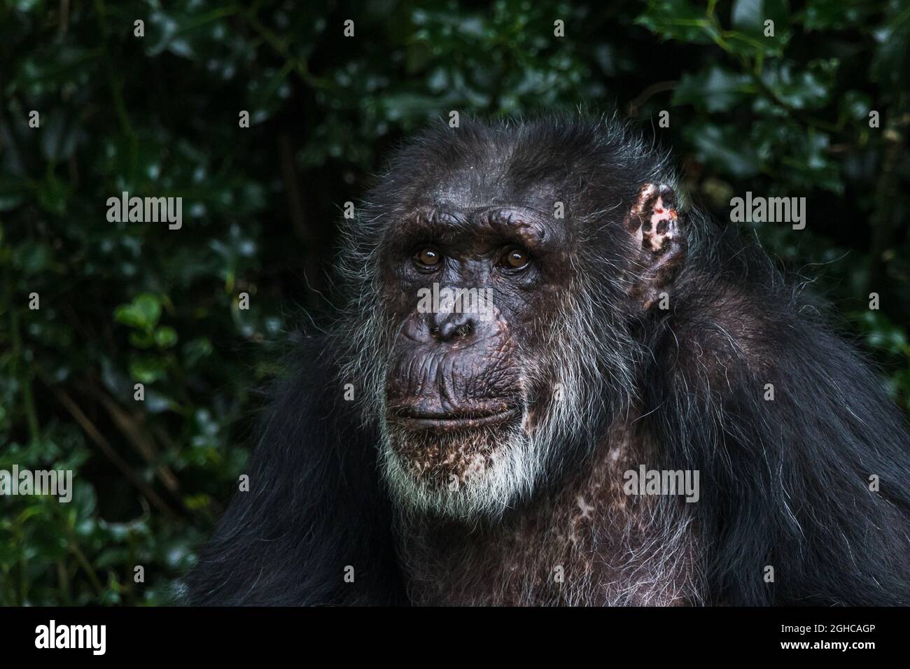 Porträt eines westlichen Schimpansen, der im September 2021 in der Nähe von Chester gegen dunkle Blätter sitzt. Stockfoto