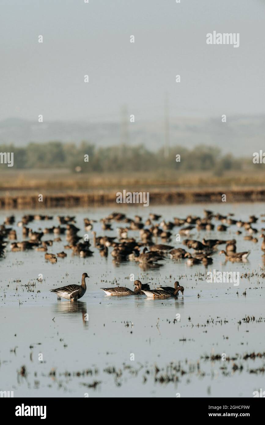 Wandergebiet Kanada Gänse ruhen auf See in Kalifornien Stockfoto
